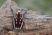 Mecynorhina torquata ugandensis
