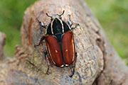 Mecynorhina torquata ugandensis