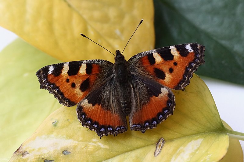 Aglais urticae 