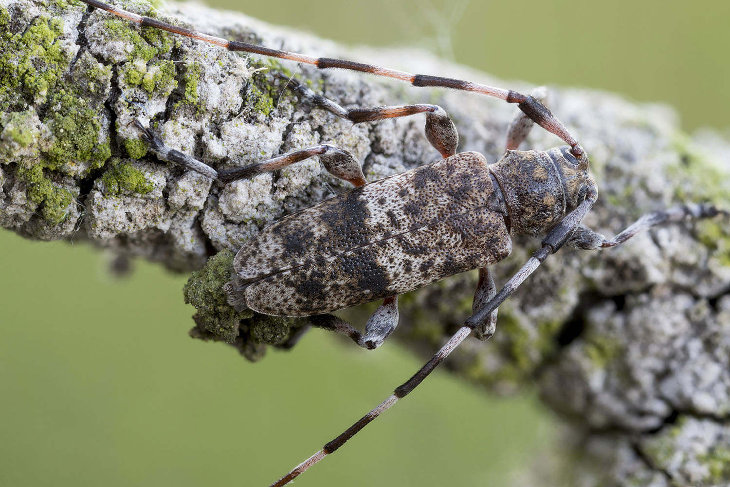 Acanthocinus griseus 