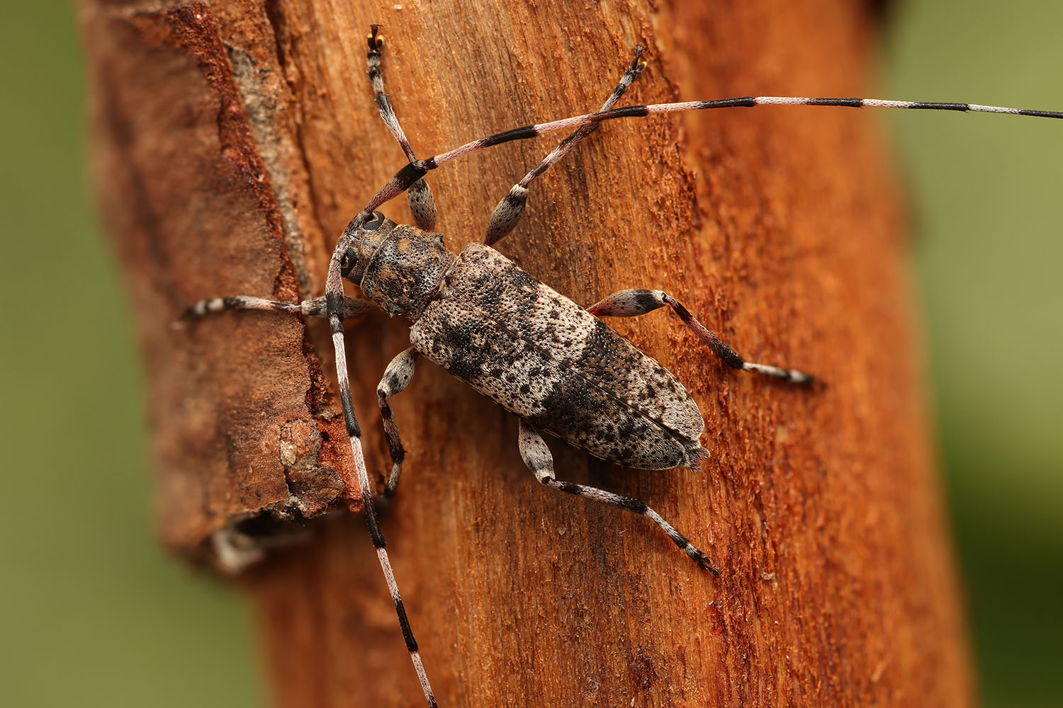 Acanthocinus griseus 