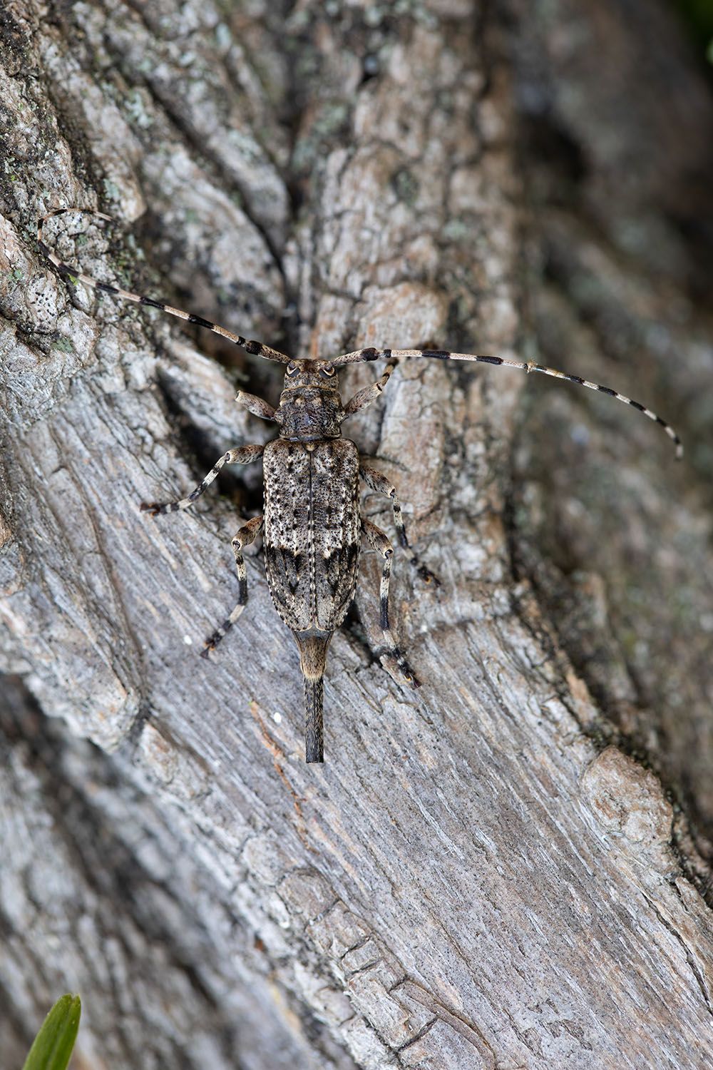 Acanthocinus reticulatus 