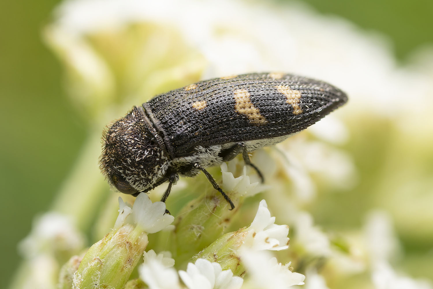 Acmaeoderella flavofasciata 