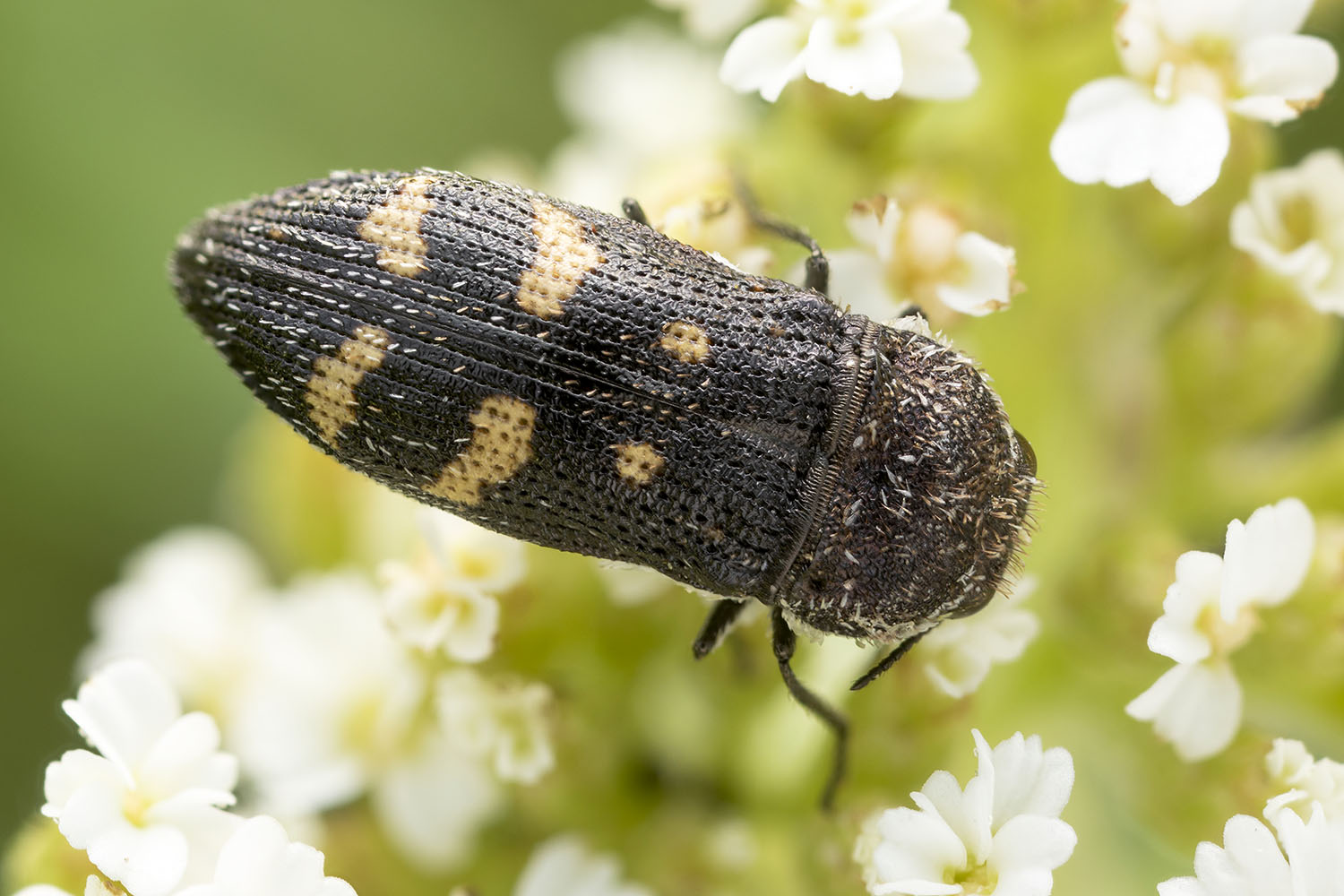 Acmaeoderella flavofasciata 