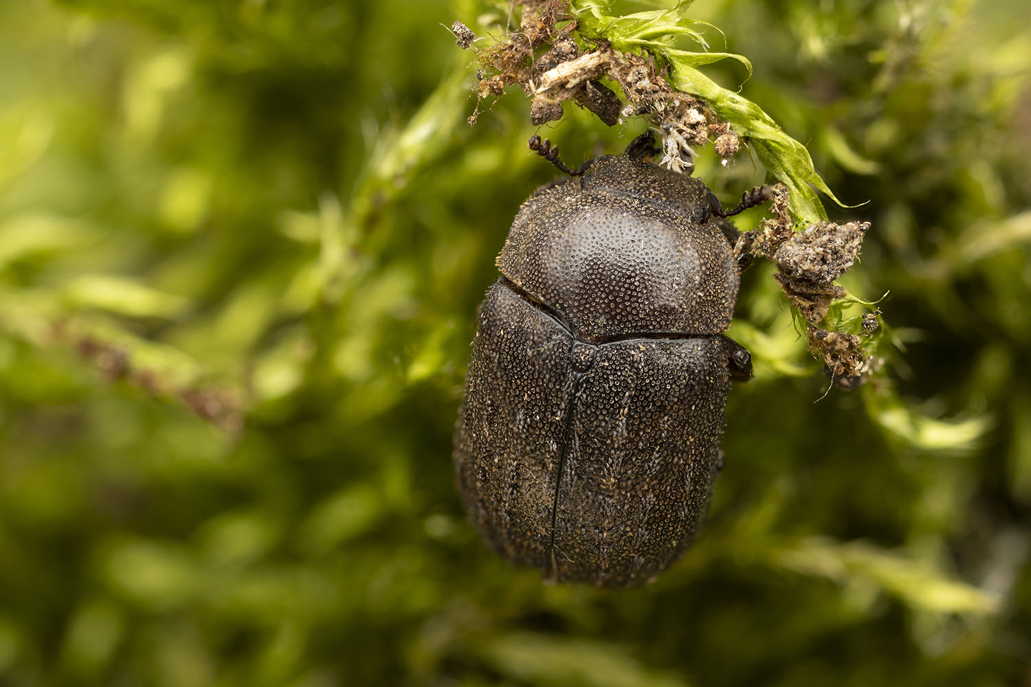 Aesalus scarabaeoides scarabaeoides