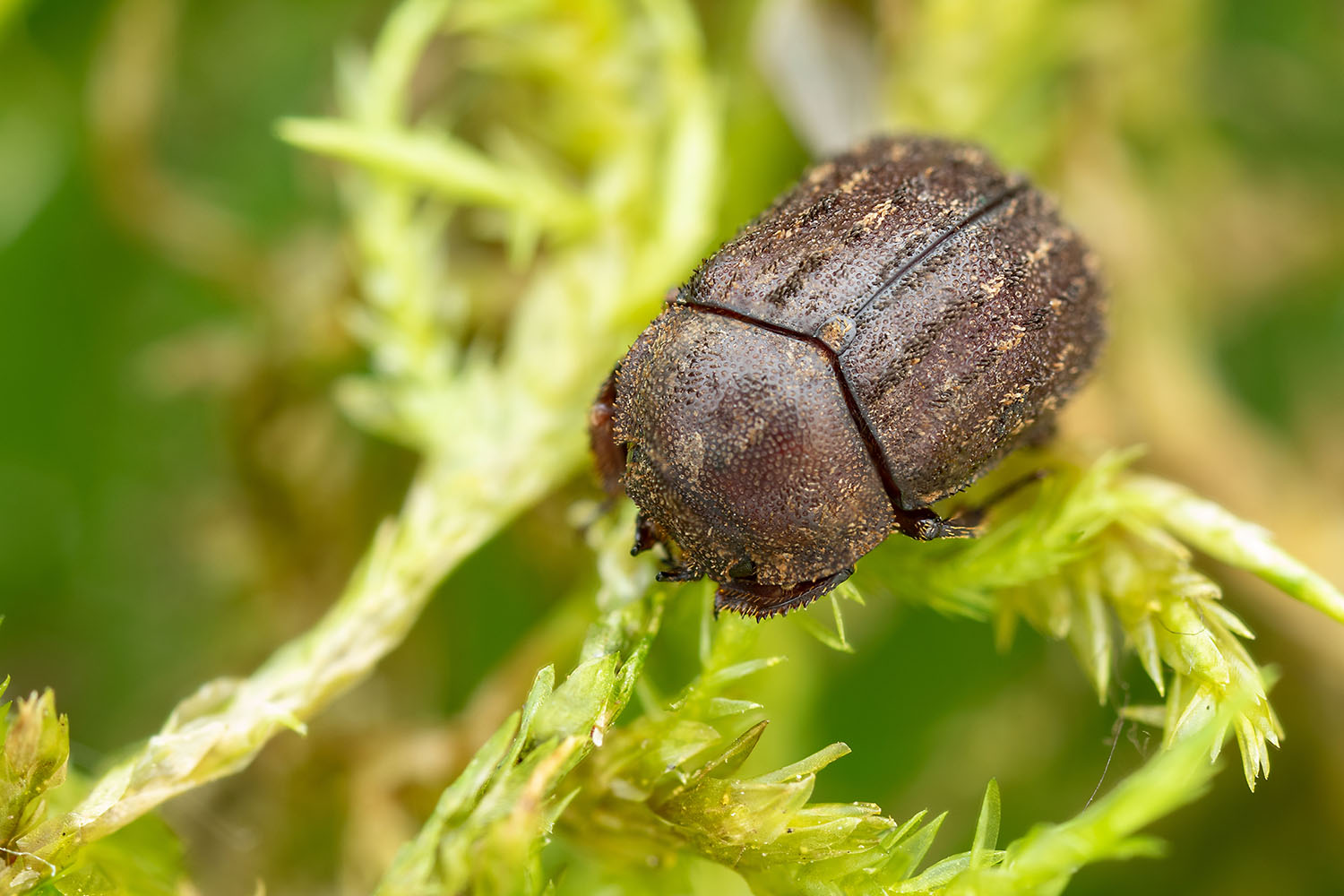 Aesalus scarabaeoides scarabaeoides