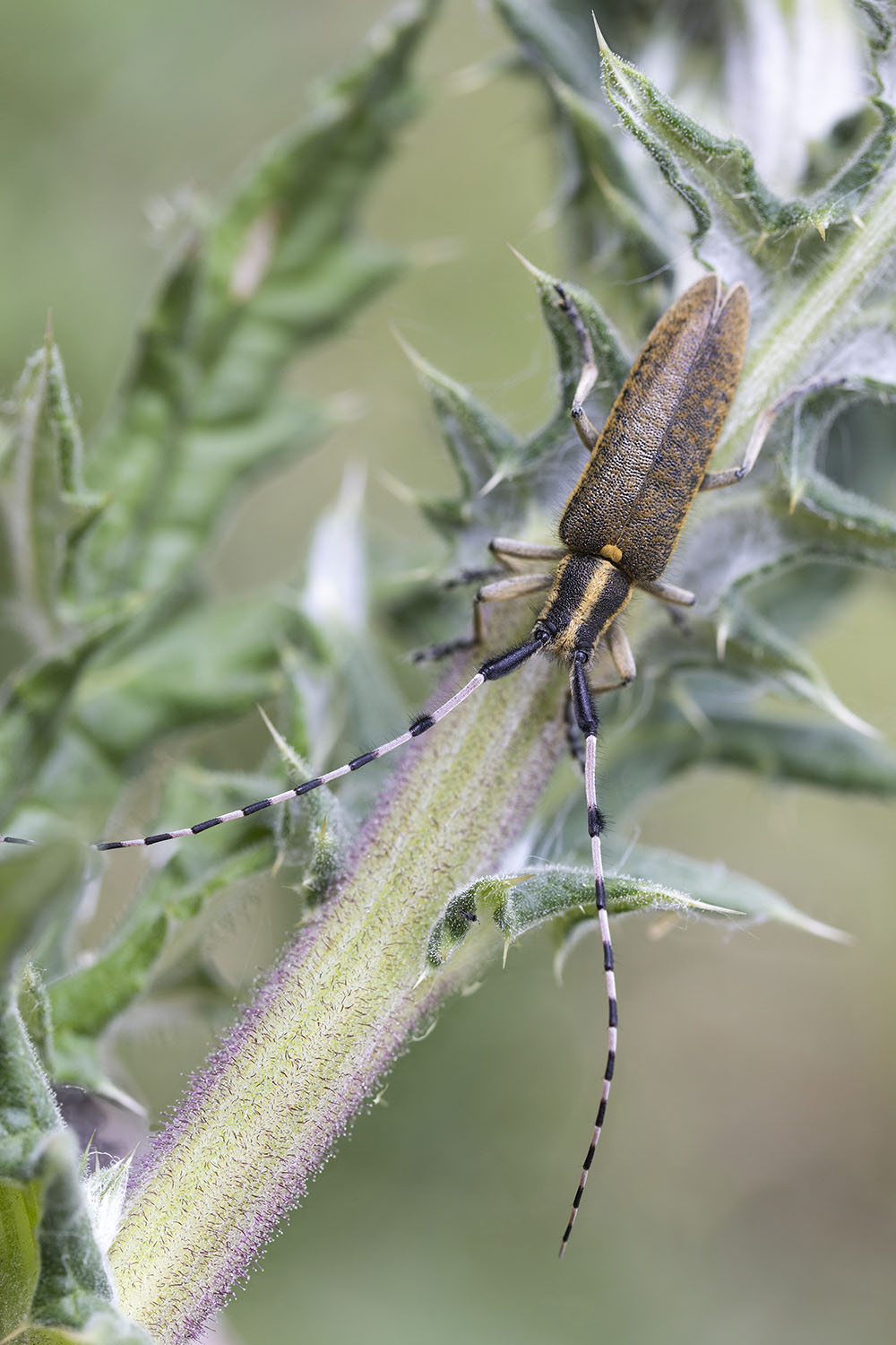 Agapanthia dahli dahli