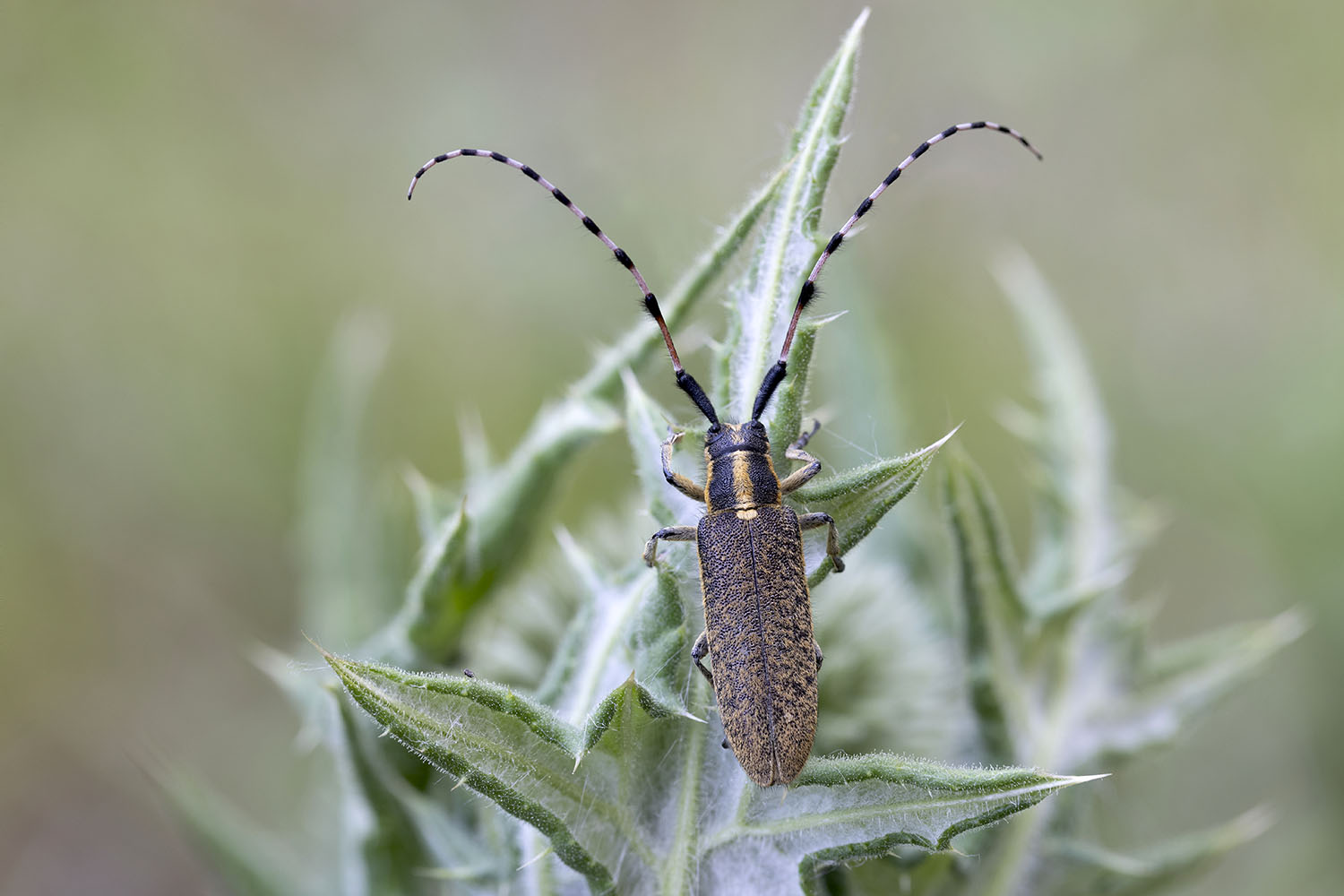 Agapanthia dahli dahli