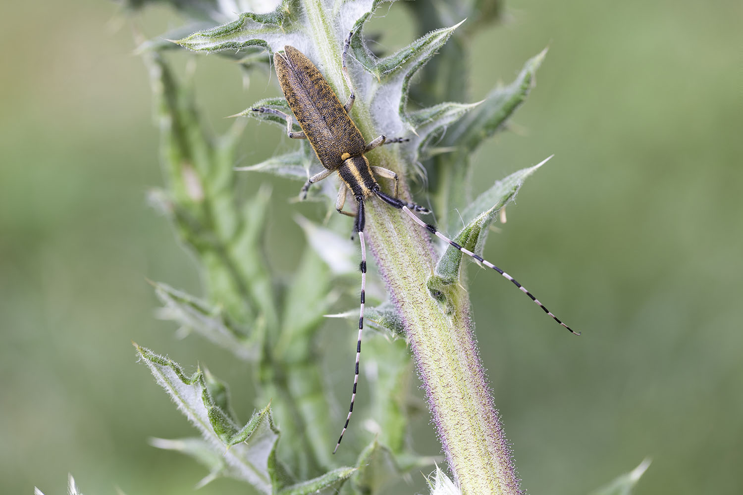 Agapanthia dahli dahli