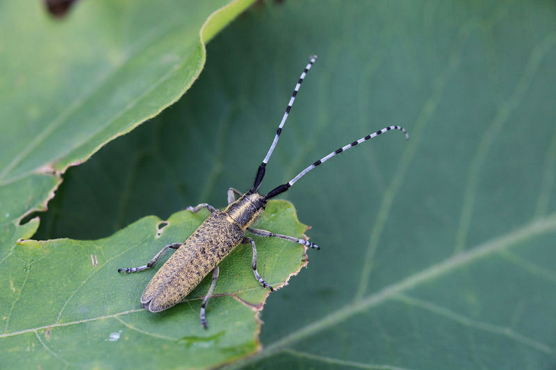 Agapanthia villosoviridescens 