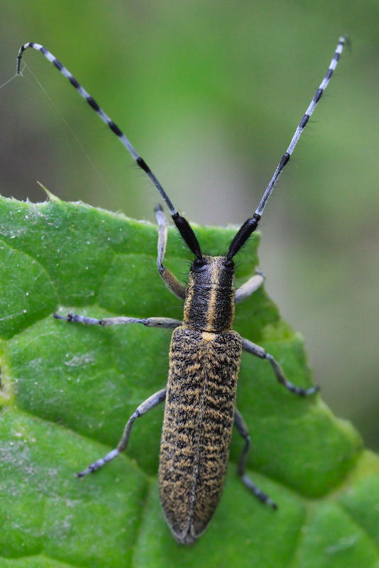 Agapanthia villosoviridescens 