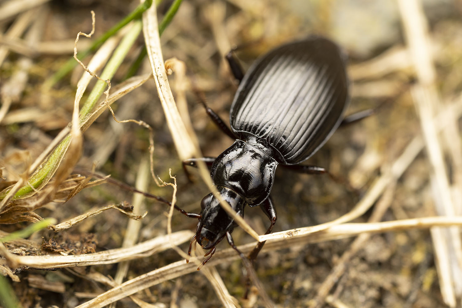 Agonum fuliginosum 