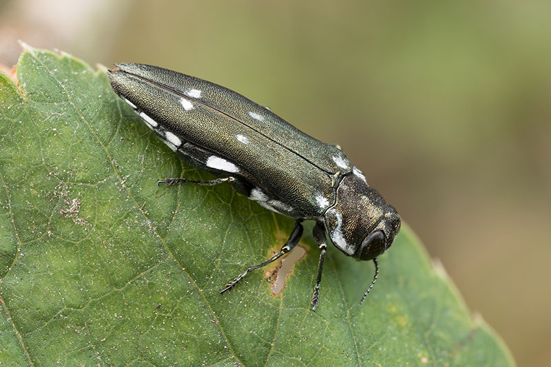 Agrilus ater 