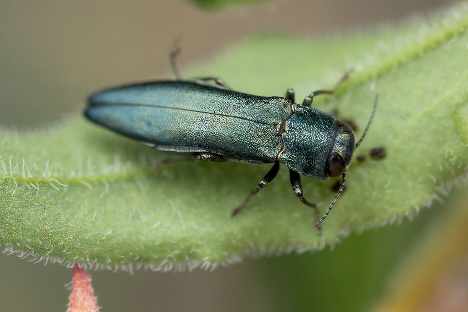Agrilus cyanescens 