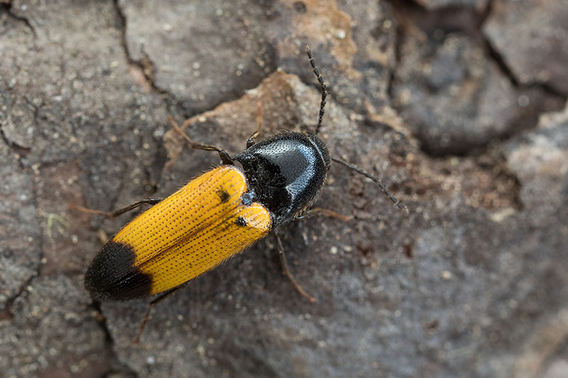 Ampedus elegantulus 