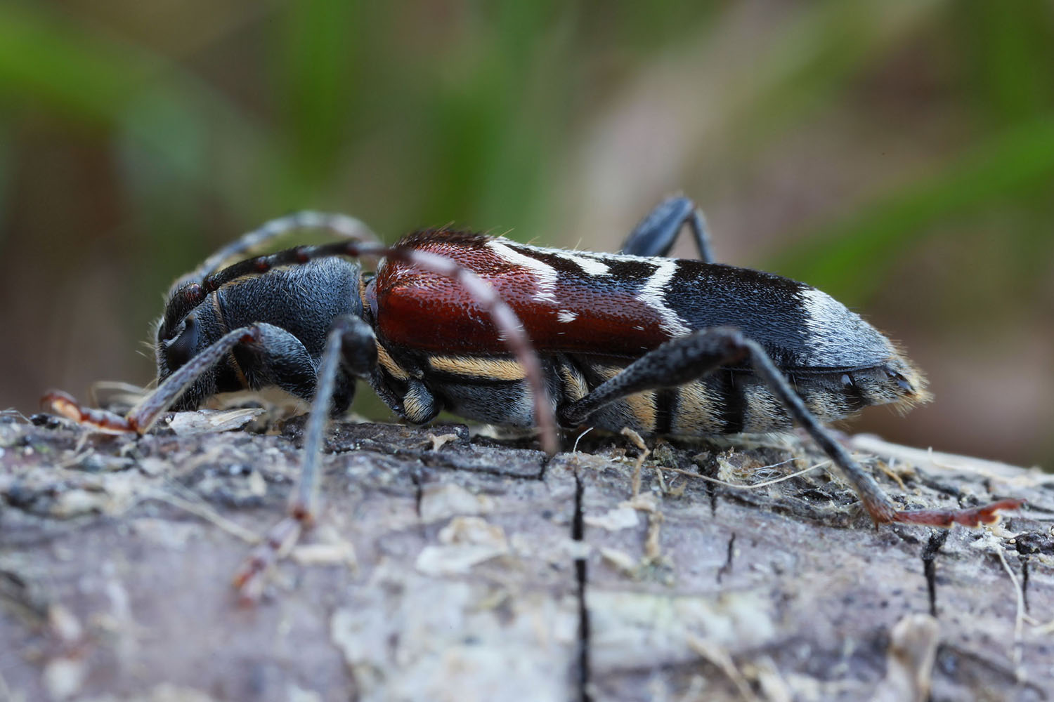 Anaglyptus mysticus 