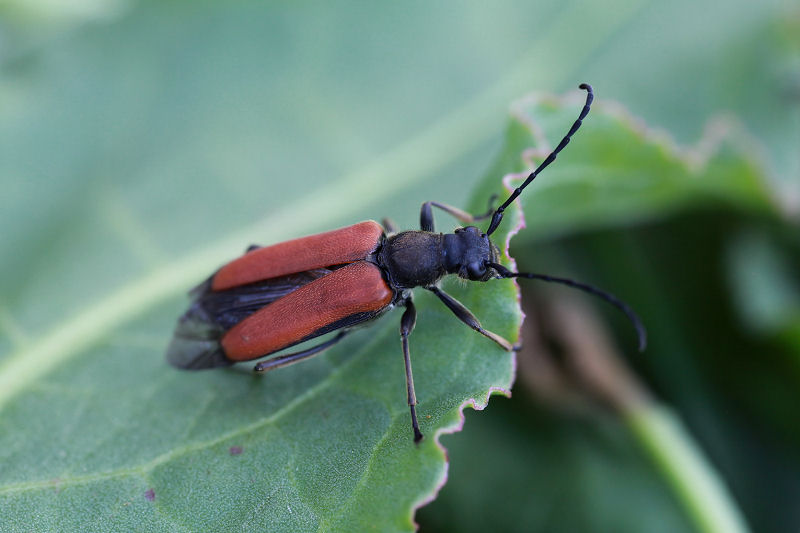 Anastrangalia sanguinolenta 