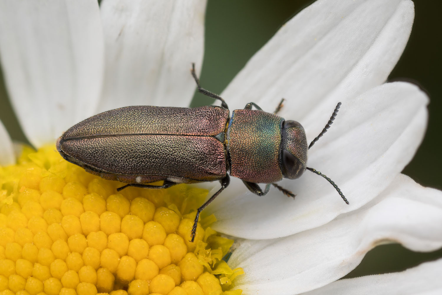 Anthaxia millefolii polychloros