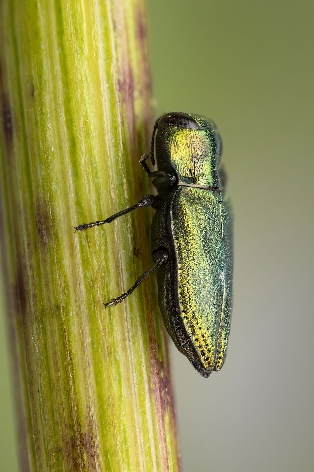 Anthaxia podolica podolica