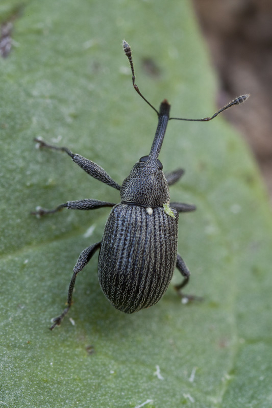 Anthonomus rubi 