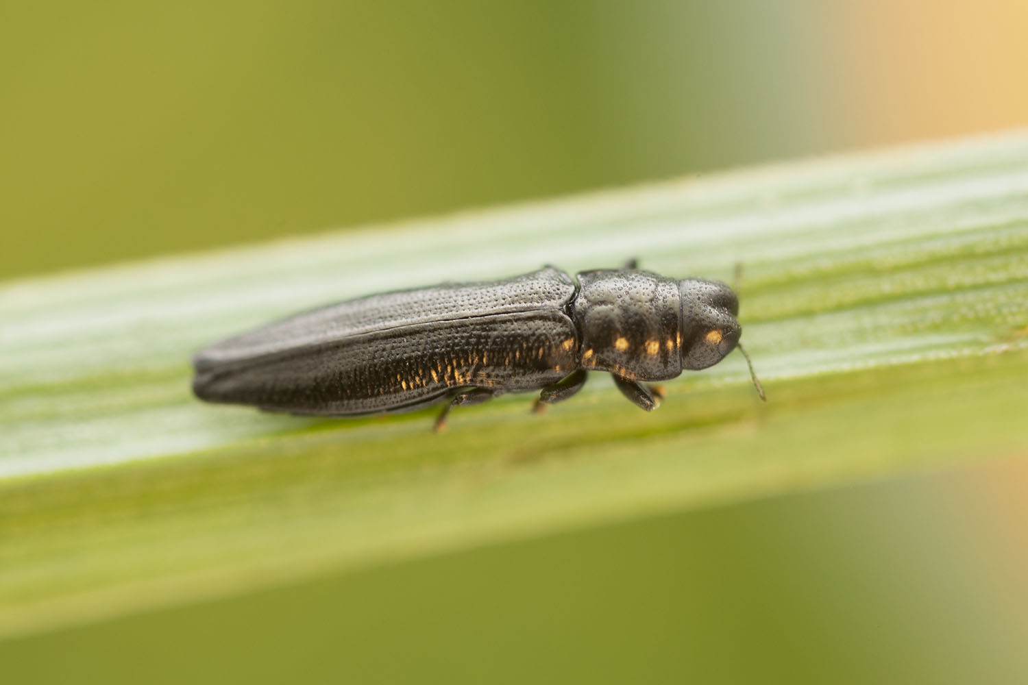 Aphanisticus elongatus 