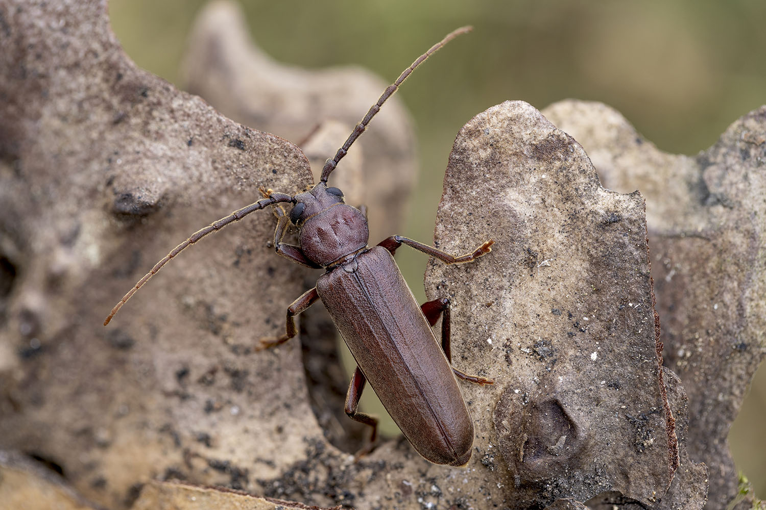 Arhopalus rusticus rusticus