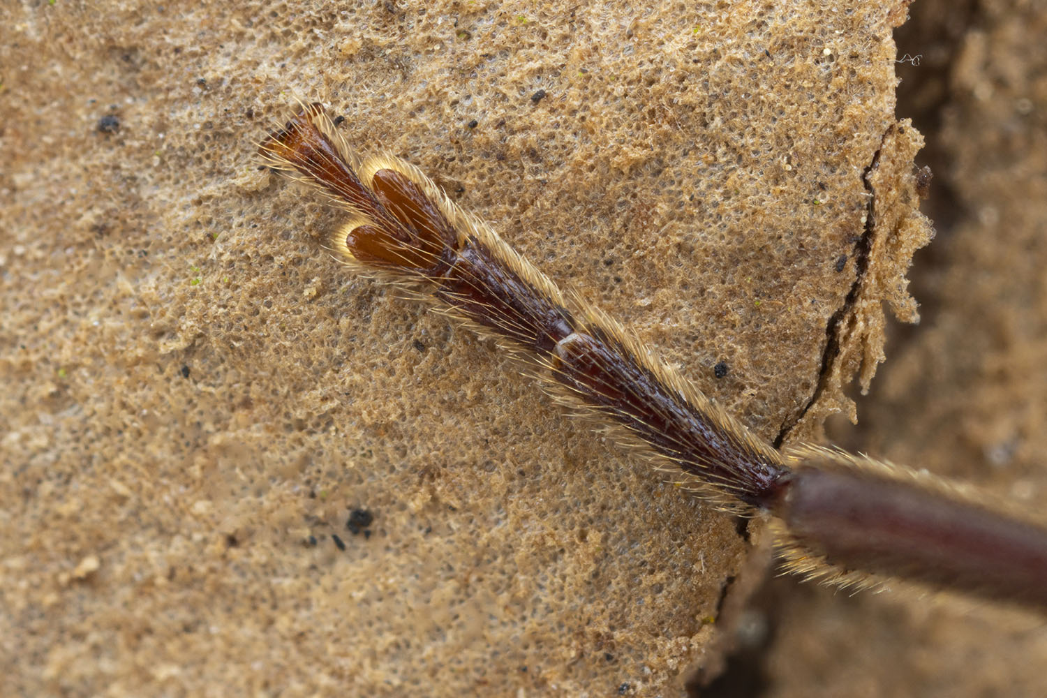 Arhopalus rusticus rusticus