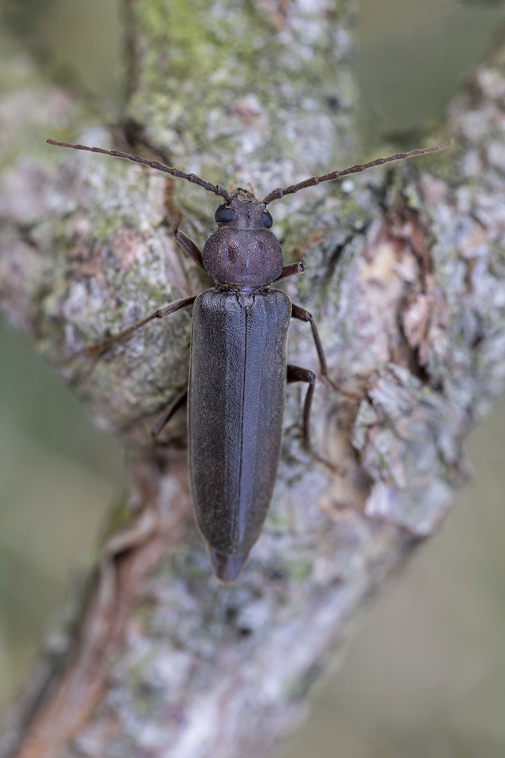 Arhopalus rusticus rusticus