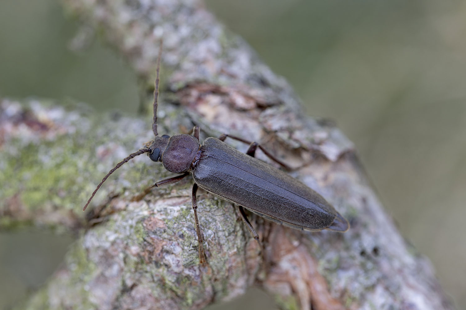 Arhopalus rusticus rusticus