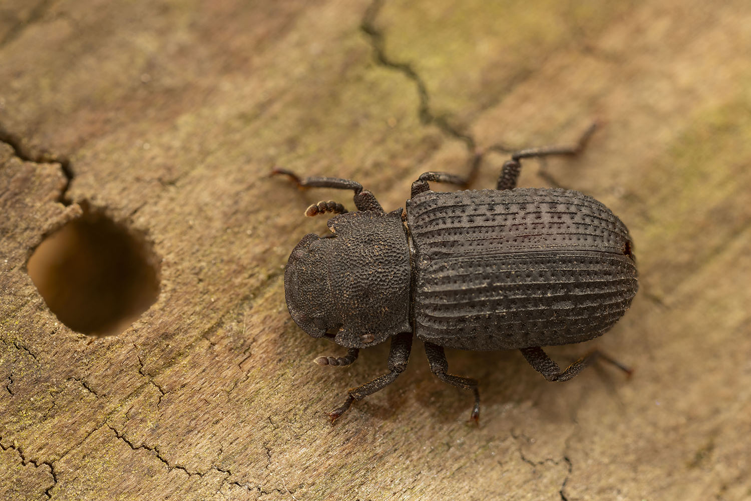 Bolitophagus reticulatus 