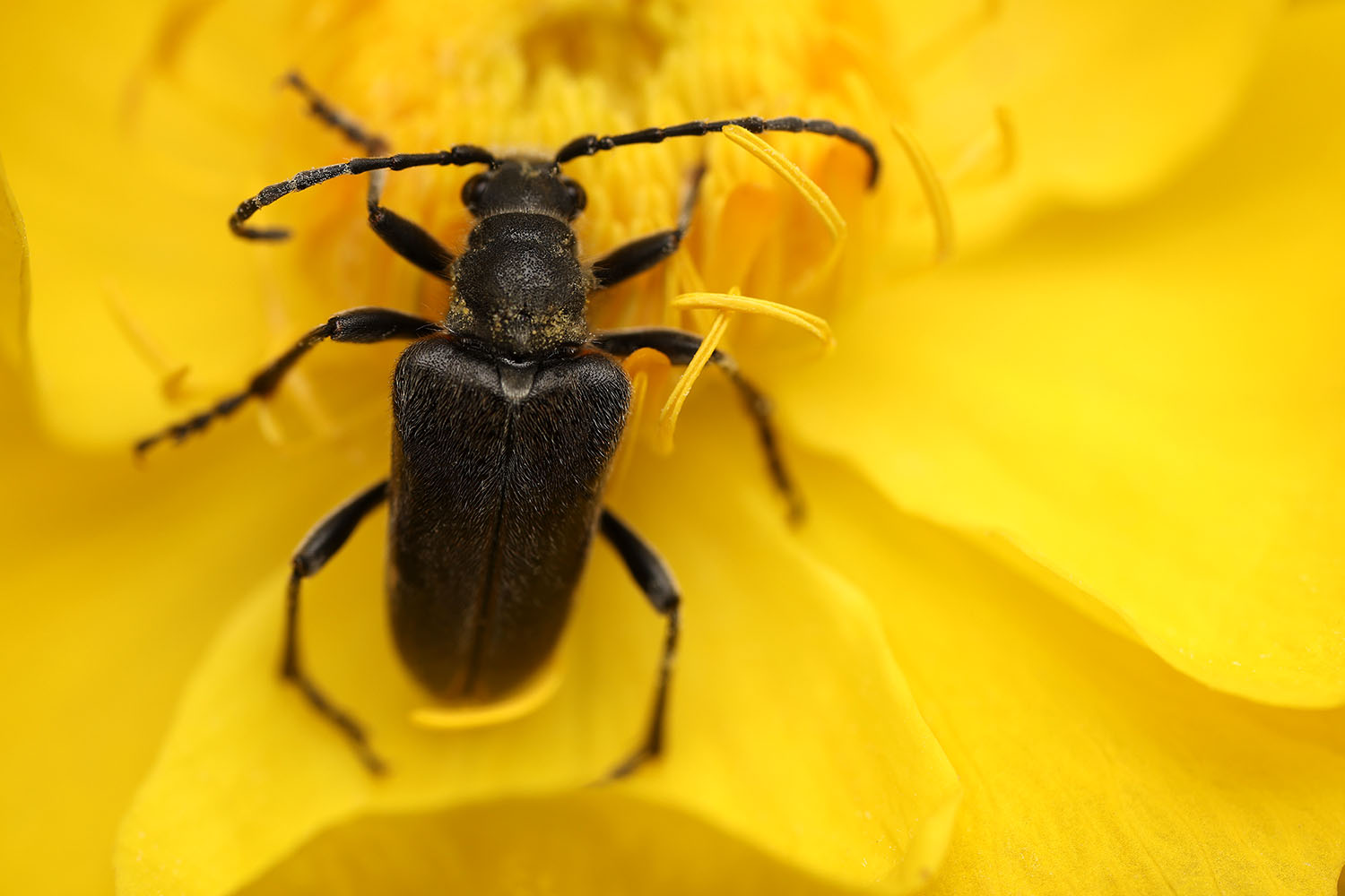 Brachyta interrogationis gabzdili