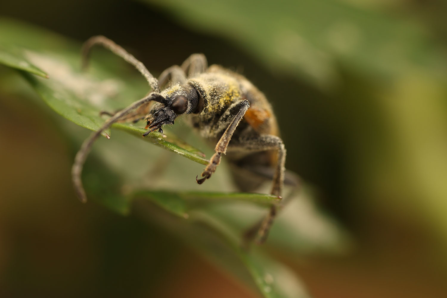 Brachyta interrogationis gabzdili