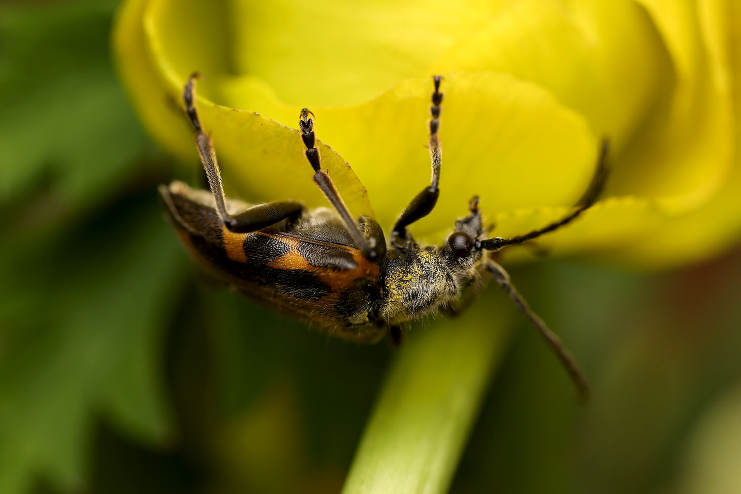 Brachyta interrogationis gabzdili