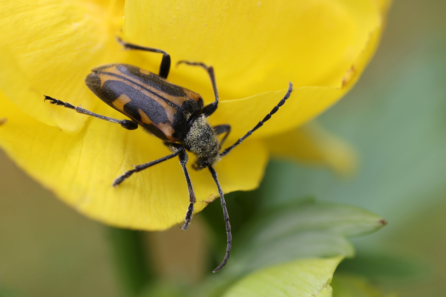 Brachyta interrogationis gabzdili