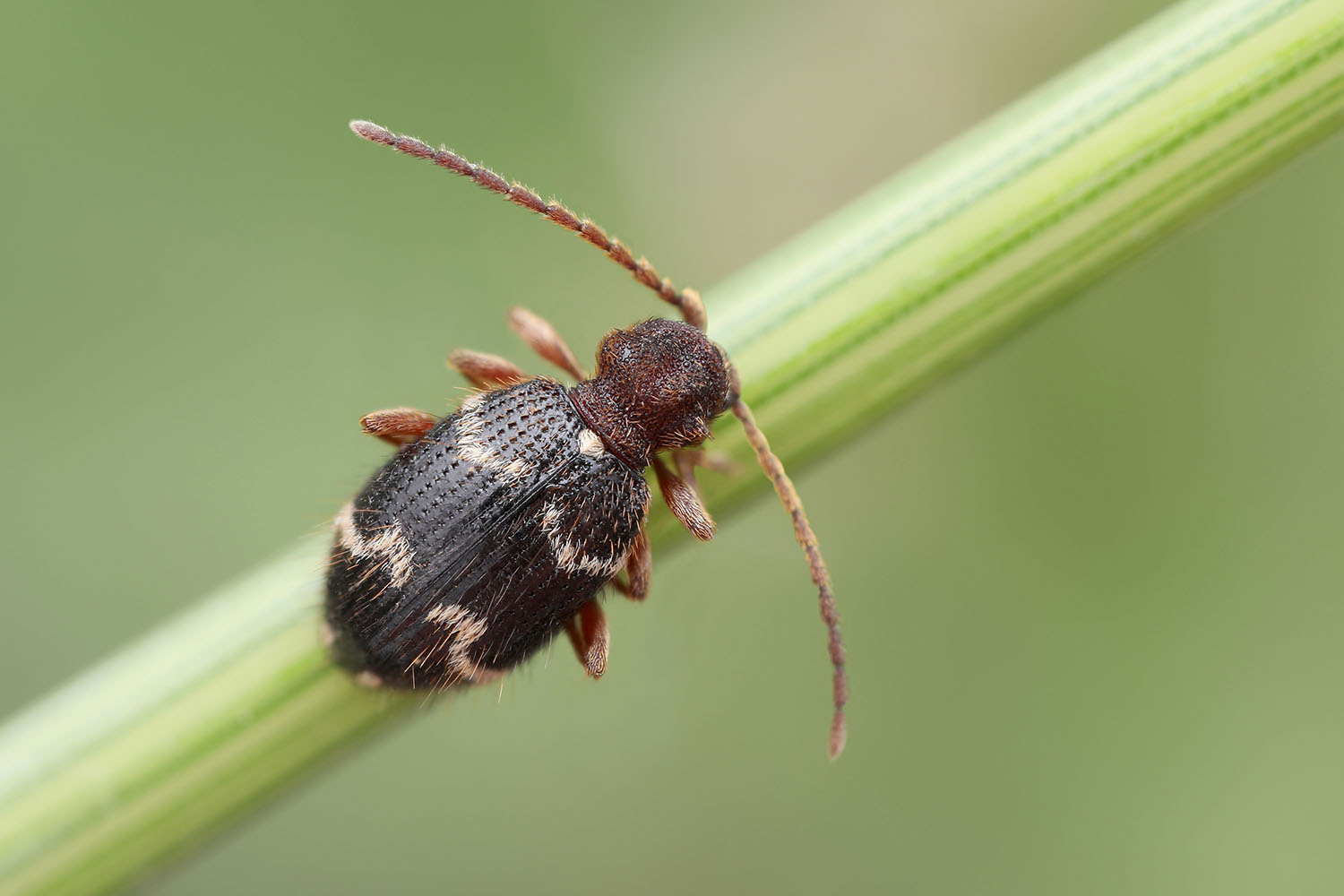 Bruchoptinus rufipes 