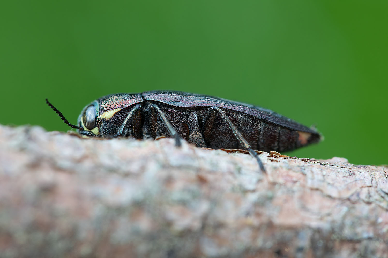 Buprestis haemorrhoidalis 