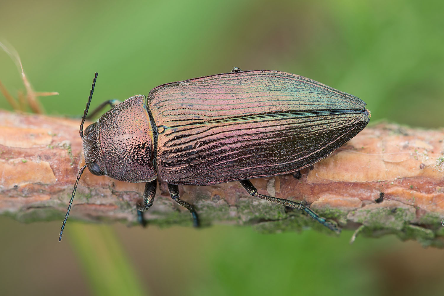 Buprestis rustica 