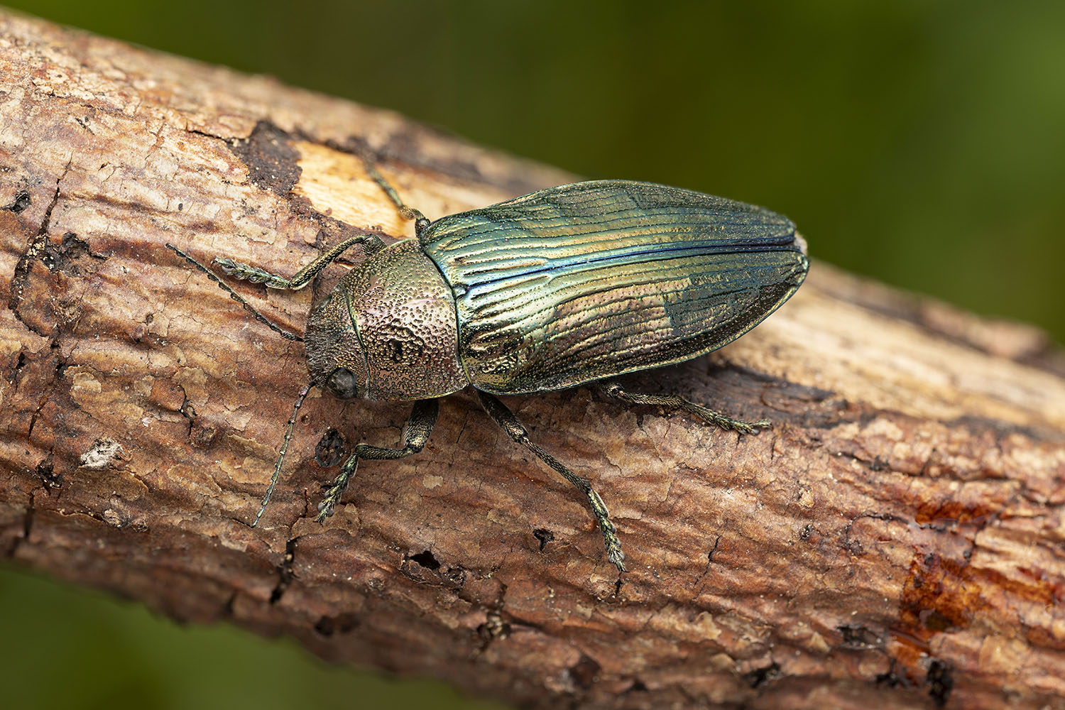 Buprestis rustica 