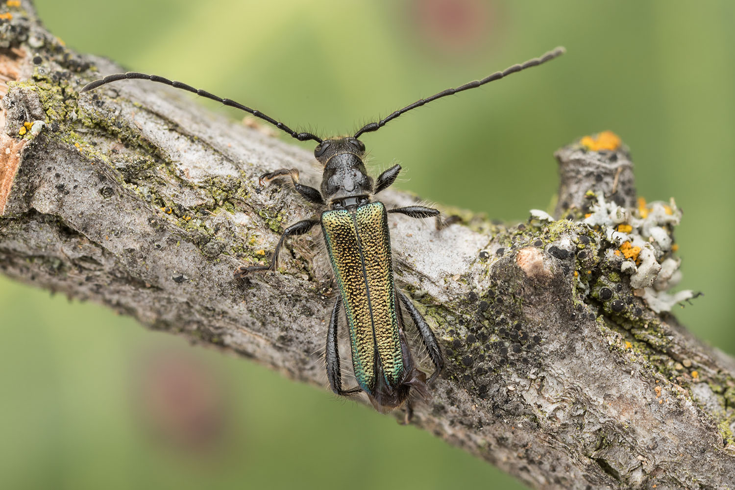 Callimus abdominalis 