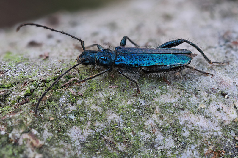 Callimus angulatus 