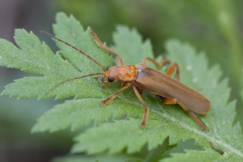 Cantharis cryptica 