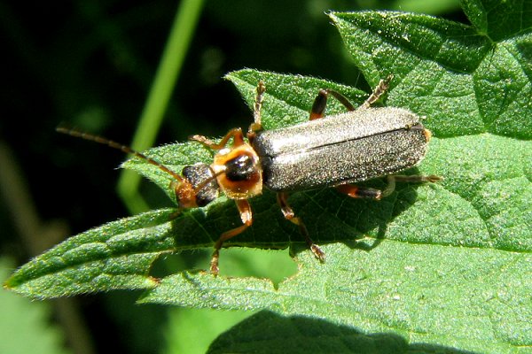 Cantharis nigricans 