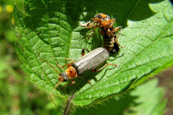 Cantharis nigricans 