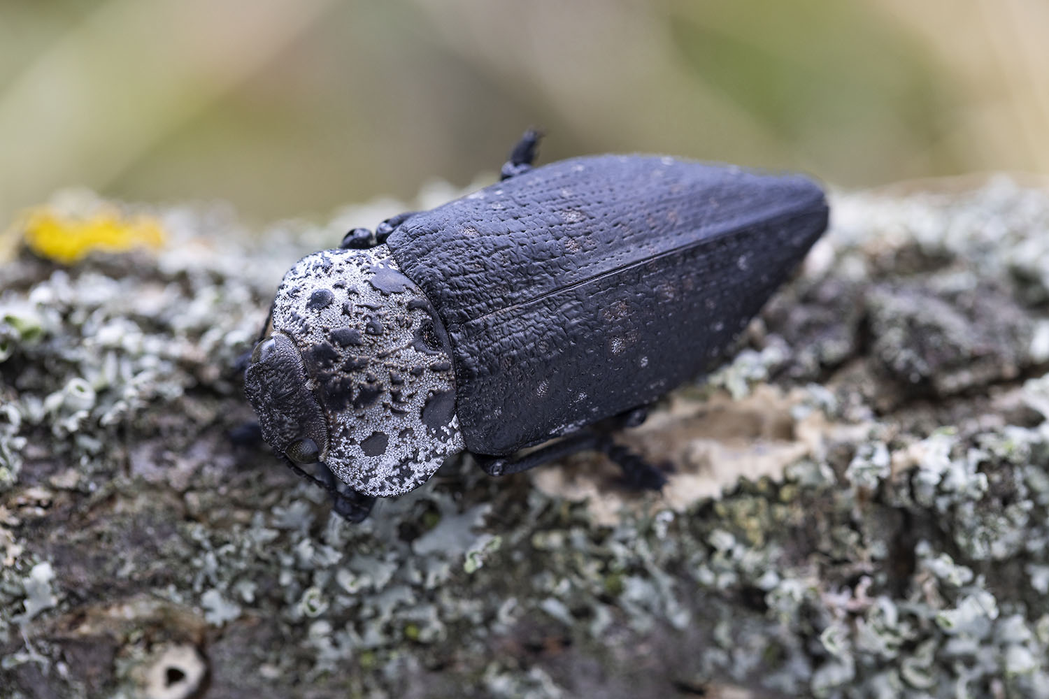 Capnodis tenebrionis 