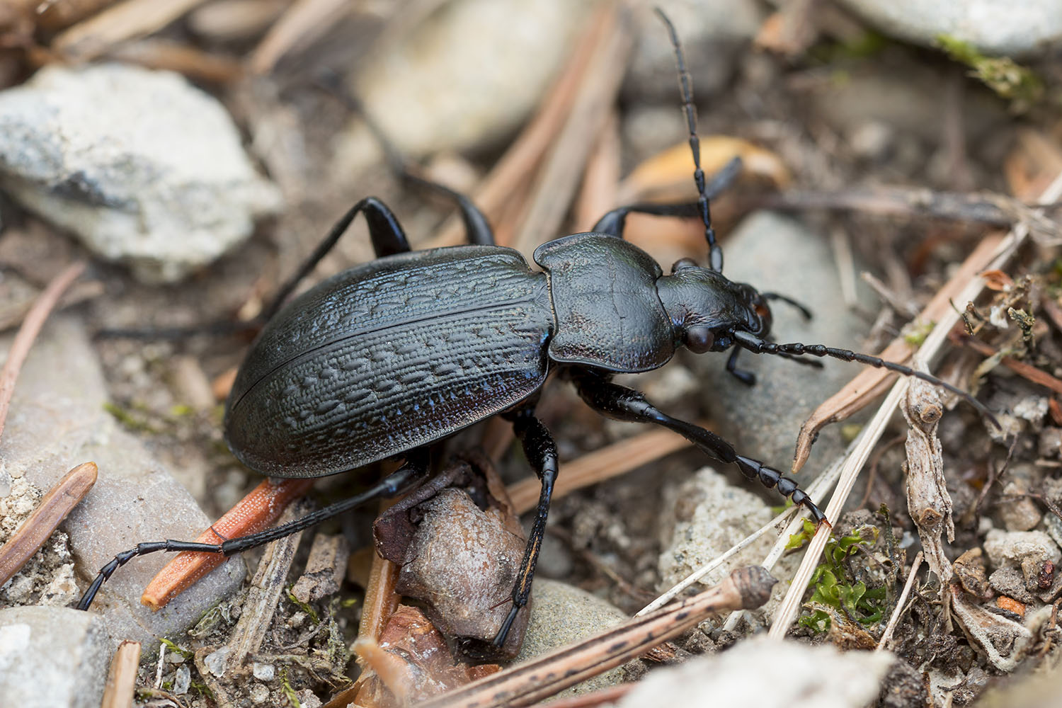 Carabus arvensis carpathus