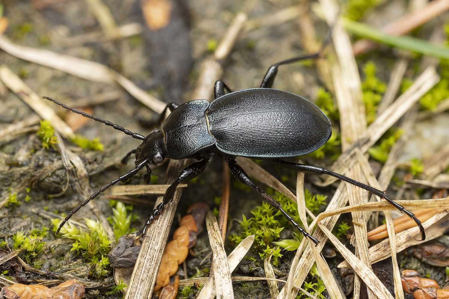 Carabus convexus convexus