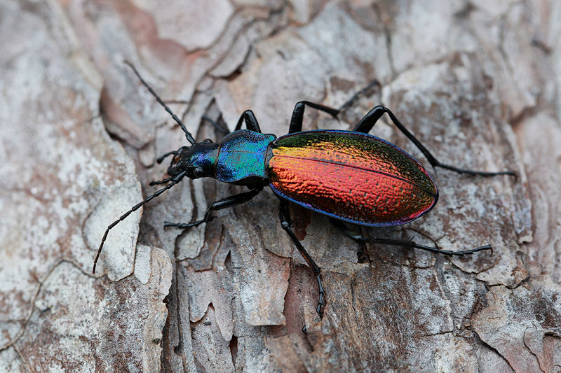 Carabus hispanus 