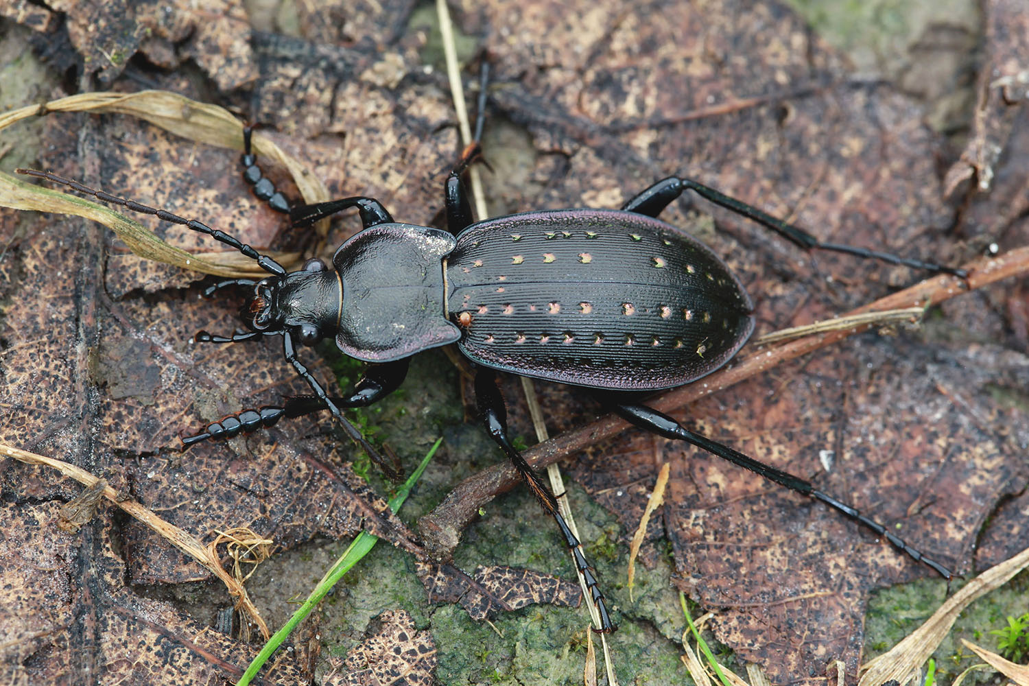 Carabus hortensis 