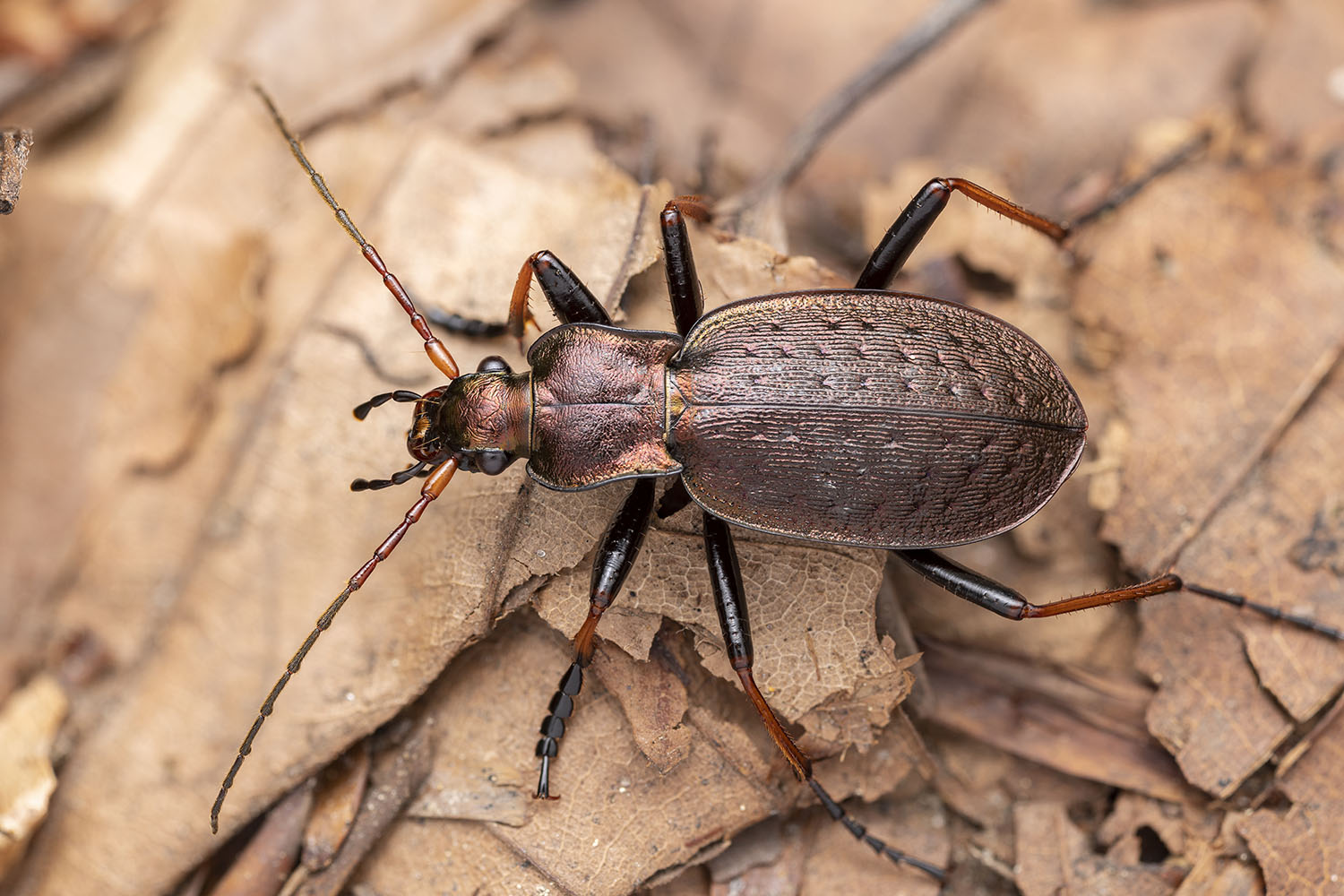 Carabus linnaei 