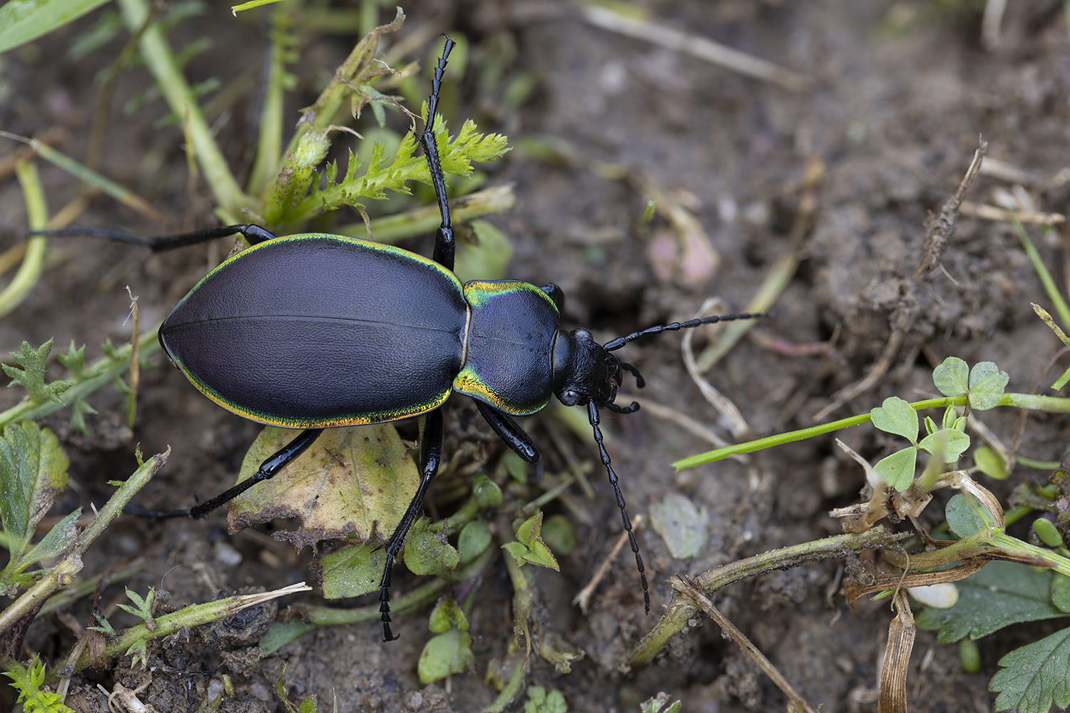 Carabus marginalis 